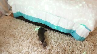 amyvalentine - [1080 HD Video] CamGirl Chat Pvt