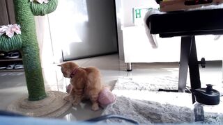 entice_you - [1080 HD Video] Shaved Masturbation Hard Pvt