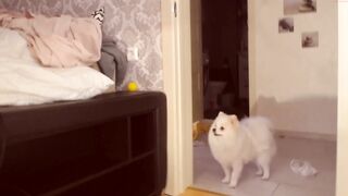 lillpio - [1080 HD Video] Onlyfans Porn Live Chat Interactive toy